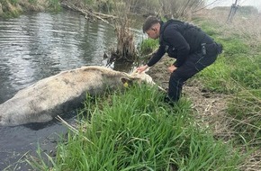 Landespolizeiinspektion Nordhausen: LPI-NDH: Tierrettung aus der Unstrut - ein Rind auf Abwegen