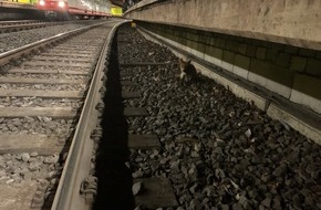 Feuerwehr Dortmund: FW-DO: Fuchs verl&auml;uft sich in U-Bahn Haltestelle