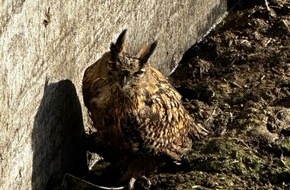 Feuerwehr Schwelm: FW-EN: Tierrettungseinsatz in Linderhausen. Eule muss gerettet werden.