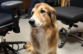 Polizeidirektion Bad Kreuznach: POL-PDKH: entlaufener Hund in Dörrebach