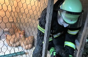 Feuerwehr Dortmund: FW-DO: Buche fällt auf Hühnerstall