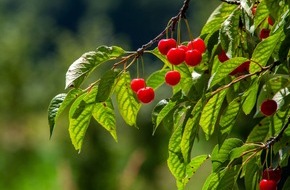 LID Pressecorner: La vari&eacute;t&eacute; fruiti&egrave;re suisse de l'ann&eacute;e 2026 : la griotte Hallauer Aemli