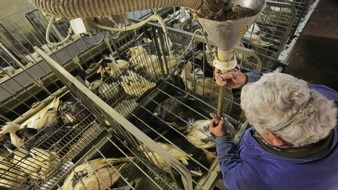 VIER PFOTEN - Stiftung für Tierschutz: Ein haarscharfes Nein zum Stopfleber-Importverbot: In der Schweiz endet der Tierschutz an den Landesgrenzen