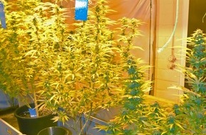 Polizeiinspektion Gifhorn: POL-GF: "Cannabis-Indoor-Plantage in Wittingen" führte zur Beschlagnahme von 80 Cannabispflanzen und ca. 2,5 kg Marihuana