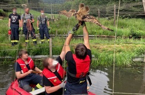 Freiwillige Feuerwehr Breckerfeld: FW-EN: Tier in Notlage - UHU hängt in Fangnetz