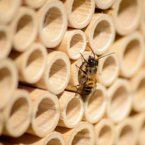 BeeKind - Wildbienen Forschungsset für Kinder