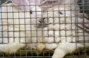 Deutscher Tierschutzbund e.V.: Millionenfaches Kaninchenleid: TV-Beitrag untermauert Forderung des Deutschen Tierschutzbundes nach verbindlichem Gesetz (mit Bild)