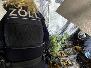 HZA-OL: Guter Riecher: Zoll hebt Cannabisplantage im Rheiderland aus