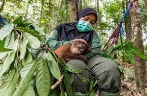 VIER PFOTEN - Stiftung für Tierschutz: L'ÉCOLE DE LA FORÊT POUR ORANGS-OUTANS DE QUATRE PATTES se prépare au pire