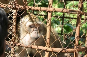 Deutscher Tierschutzbund e.V.: Affenimporte für Tierversuche - Neue Belege in der morgigen ZDF-Sendung 37 Grad