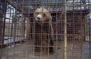 VIER PFOTEN - Stiftung für Tierschutz: Bär Teddy nach Jahren der Qual gerettet