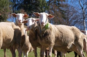 Heliot Europe: Digitalisierung der Landwirtschaft / Das Internet der Tiere: Schafe von heute funken mit 0G
