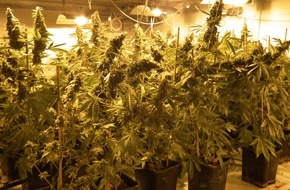 Polizeidirektion Bad Segeberg: POL-SE: Norderstedt /
Sicherstellung einer Cannabisindoorplantage