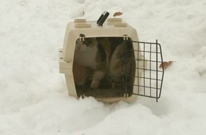 Polizeiinspektion Nienburg / Schaumburg: POL-NI: Katze ausgesetzt - Polizei hofft auf Zeugenhinweise -Bild im Download-