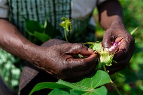 Baumwollbäuerinnen und -bauern in Benin profitieren von biologischem Baumwollanbau