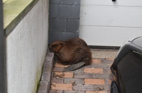 Polizeiinspektion Hildesheim: POL-HI: SARSTEDT (kla) Biber im Stadtgebiet unterwegs