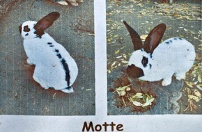 Polizeipr&auml;sidium Nordhessen - Kassel: POL-KS: Kaninchen von Kinder- und Jugendbauernhof gestohlen: Polizei sucht Zeugen in Kassel-Wesertor