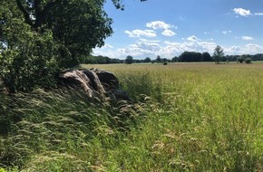 Deutsche Bundesstiftung Umwelt (DBU): DBU: Mit mehr Wissen mehr Grünland und Tiere schützen