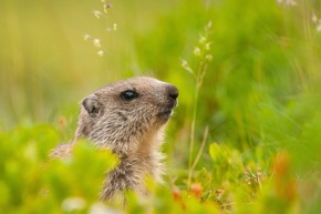 Murmeltierfrühling - Wenn alle aus den Höhlen kriechen