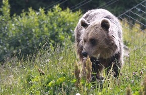 VIER PFOTEN - Stiftung für Tierschutz: Première sortie pour l'ourse Jamila à Arosa Terre des Ours