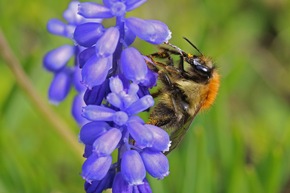 „Villa für Wildbienen“ und „Neu-Balkonesien“: Jetzt noch beim Pflanzwettbewerb 2022 mitmachen!