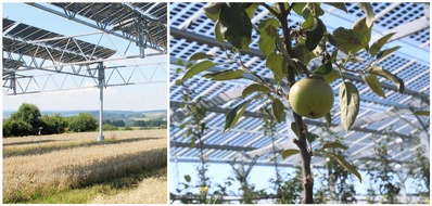 Institut für ökologische Wirtschaftsforschung: Agri-Photovoltaik: Wie die Energiewende auf dem Acker vorankommt