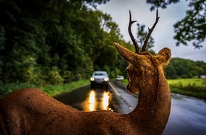 Polizeipräsidium Mittelhessen - Pressestelle Gießen: POL-GI: Wildtiere auf der Fahrbahn - Im Herbst steigt die Gefahr von Wildunfällen