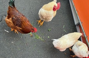 Polizeidirektion Neustadt/Weinstra&szlig;e: POL-PDNW: H&uuml;hner im Freizeitpark eingefangen