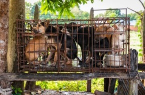 VIER PFOTEN - Stiftung für Tierschutz: Stellungnahme von VIER PFOTEN zum aktuellen Report der WHO, in dem sie einen Verkaufsstopp von lebenden Wildtieren auf Lebensmittelmärkten fordert