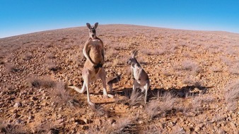 Deutscher Tierschutzbund e.V.: PM - Australiens millionenfacher Känguru-Abschuss / Filmvorführung München