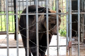 VIER PFOTEN - Stiftung für Tierschutz: Braunbärin nach 17 Jahren als Zirkus- und Restaurantattraktion in der Ukraine gerettet / VIER PFOTEN fordert Nachschärfung von Tierschutzgesetzen