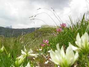 Global Player und Naturschönheit: die Biodiversität in der Aletsch Arena
