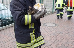Feuerwehr Essen: FW-E: PKW-Brand durch eine Katze