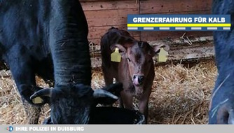 Kreispolizeibehörde Kleve: POL-KLE: Kleve/Spyck - Grenzerfahrung für Kalb im Rhein / Wasserschutzpolizei rettet Annie