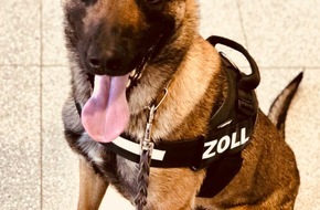 Hauptzollamt Oldenburg: HZA-OL: Zollhund Bruk findet zielsicher Drogen