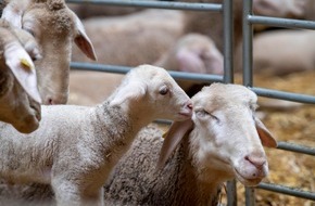 VIER PFOTEN - Stiftung für Tierschutz: La marque Puma montre son engagement envers le bien-être des agneaux merino