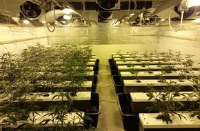 Polizeiinspektion Celle: POL-CE: Becklingen - Polizei entdeckt Cannabis-Indoor-Plantage +++ Kiloweise Betäubungsmittel beschlagnahmt +++ Zwei Männer vorläufig festgenommen