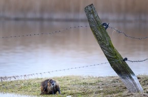 Landesjagdverband Schleswig-Holstein e.V.: Nutria müssen im Interesse der Wasserwirtschaft konsequent bejagt werden