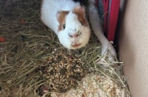 Polizeidirektion Bad Segeberg: POL-SE: Norderstedt - Unbekannte setzen zwei Meerschweinchen auf einem Feld aus - Polizei sucht Zeugen