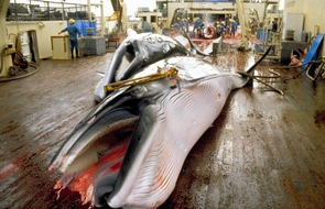 IFAW Deutschland: 40 Jahre Walfangverbot: Wale sterben weiter