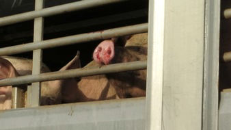 Vier Pfoten - Stiftung für Tierschutz: Auffälliger Tiertransporter? VIER PFOTEN rät: Polizei rufen