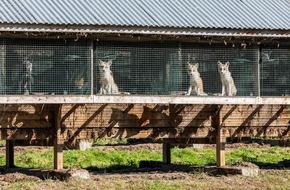 VIER PFOTEN - Stiftung für Tierschutz: Neues Gutachten von FAO, OIE und WHO zu Sars-CoV-2 Risiken in Zusammenhang mit der Pelztierzucht zeigt hohe Risiken für Europa auf