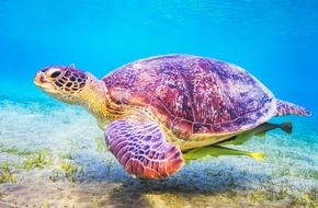 Euvia Travel GmbH: Pressemitteilung - Bis zu 60 Prozent Rabatt: Reisetrends für Sparfüchse im TV