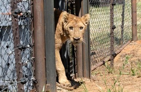 VIER PFOTEN - Stiftung für Tierschutz: Gerettete Löwen aus dem Sudan finden neues Zuhause in Südafrika