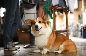 Accor: Fellnasen-Auszeit: die besten St&auml;dte in Europa f&uuml;r Reisen mit Hund