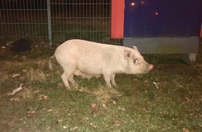 Polizei Hagen: POL-HA: Hausschwein "Ronja" nach kurzer Flucht vorläufig festgenommen