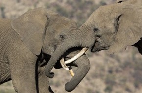 IFAW Deutschland: 10 Jahre Elfenbeinhandelsverbot bei eBay