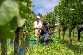 Presse-Feature: Erntedank im Weinberg