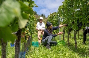 Tourismus Marketing GmbH Baden-W&uuml;rttemberg: Presse-Feature: Erntedank im Weinberg