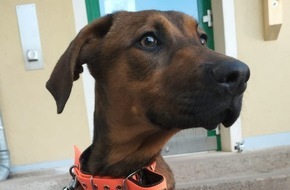 Landespolizeiinspektion Nordhausen: LPI-NDH: Ergänzungsmeldung: Polizei ermittelt Tierhalter eines Fundtieres - Hund sucht neues Zuhause